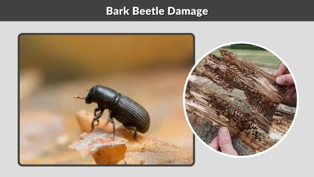Bark Beetle Damage
