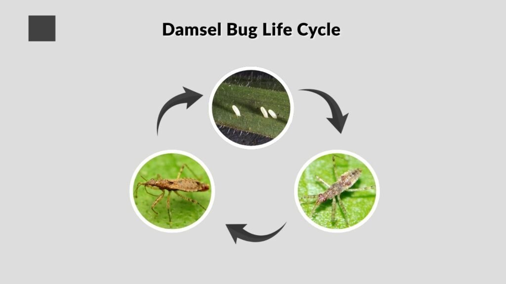 Damsel Bug Life Cycle