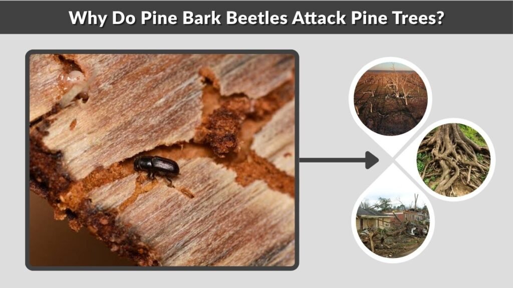 Why Do Pine Bark Beetles Attack Pine Trees?