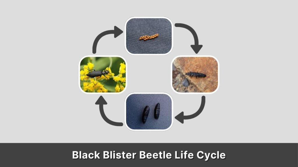 Black Blister Beetle Life Cycle