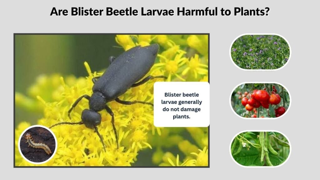 Are Blister Beetle Larvae Harmful to Plants?