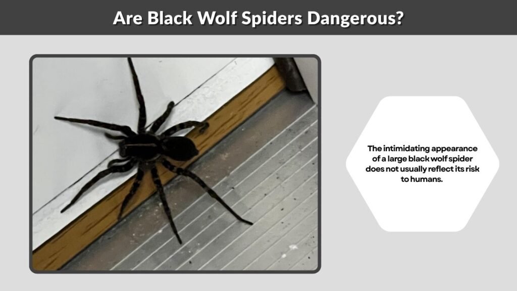 Are Black Wolf Spiders Dangerous?