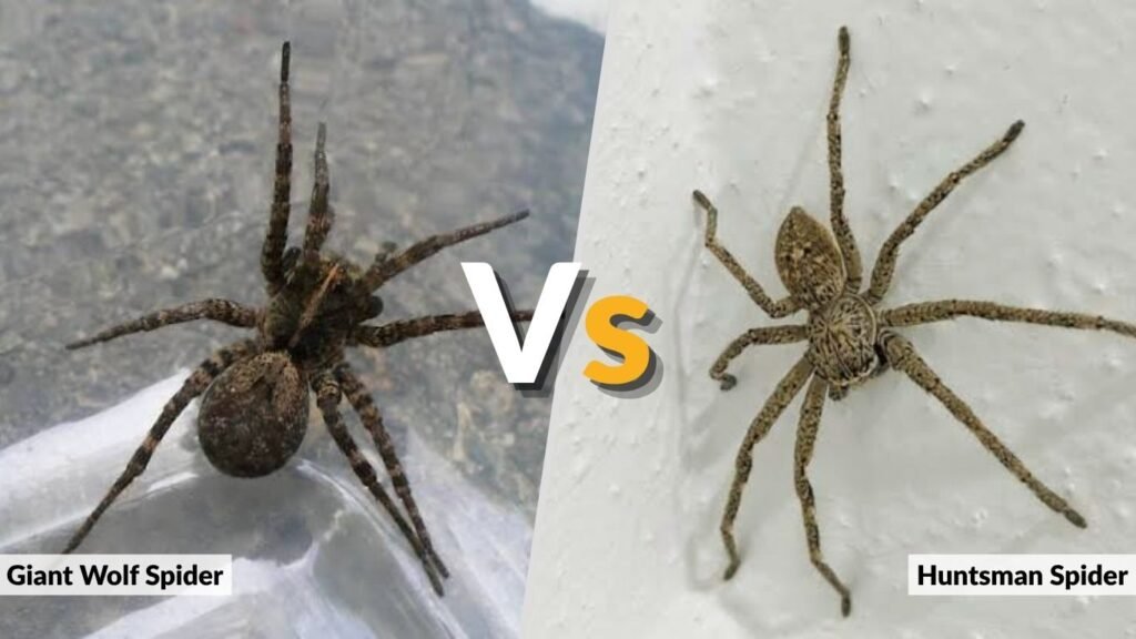 Giant Wolf Spider vs. Huntsman Spider