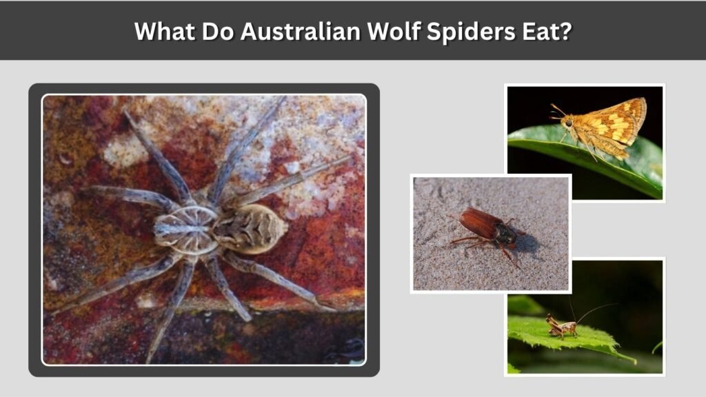 What Do Australian Wolf Spiders Eat?