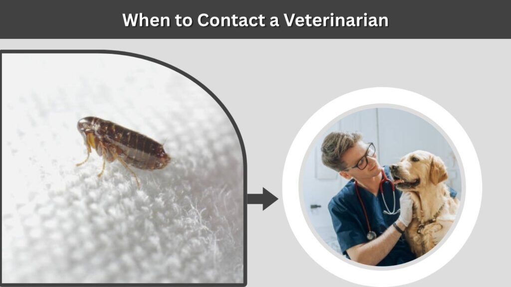 When to Contact a Veterinarian