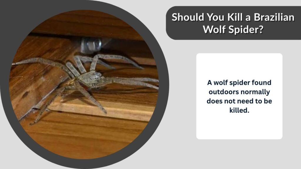 Should You Kill a Brazilian Wolf Spider?