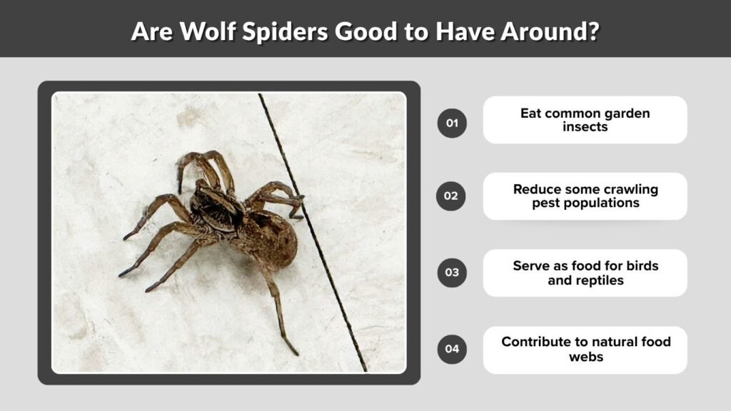 Are Wolf Spiders Good to Have Around?