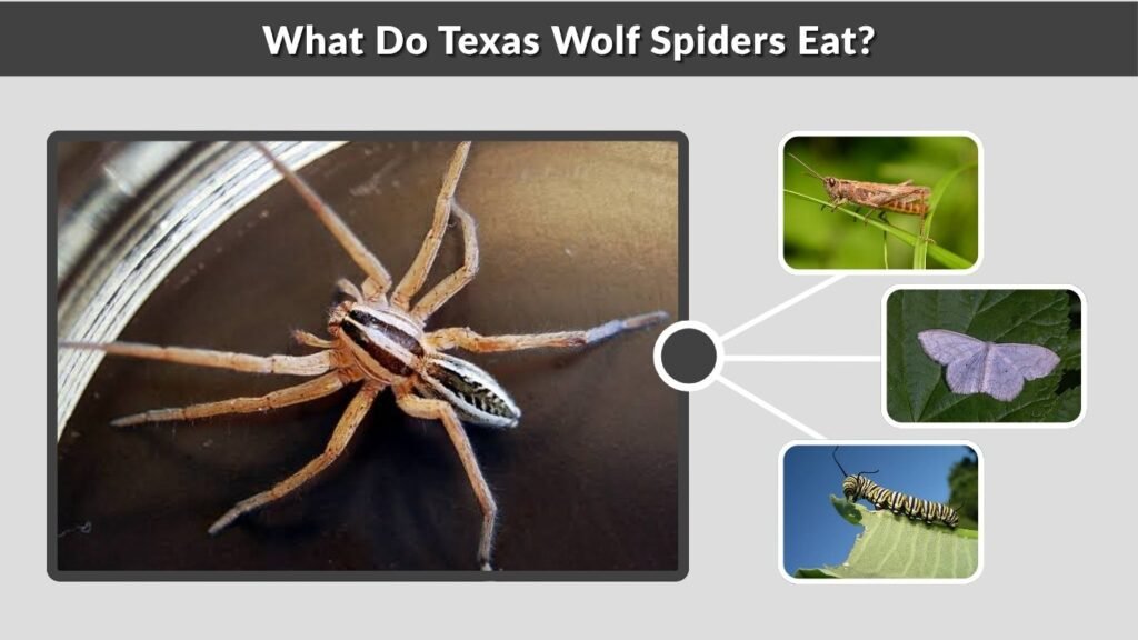 What Do Texas Wolf Spiders Eat?