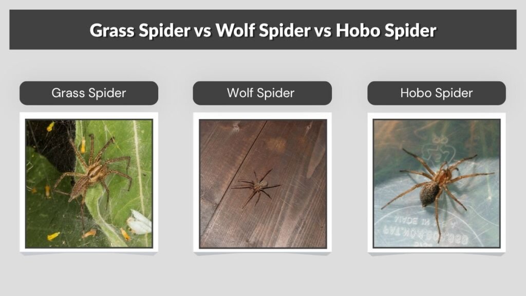 Grass Spider vs Wolf Spider vs Hobo Spider