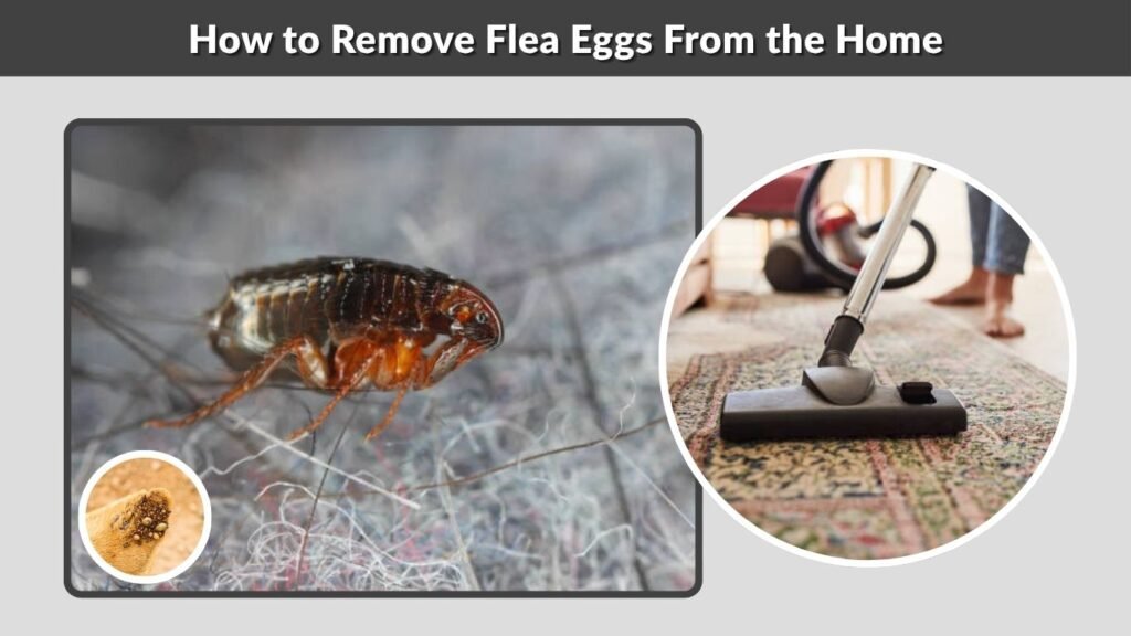 How to Remove Flea Eggs From the Home