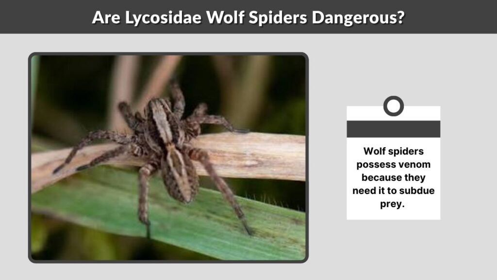 Are Lycosidae Wolf Spiders Dangerous?