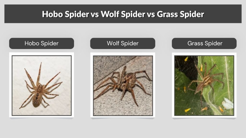 Hobo Spider vs Wolf Spider vs Grass Spider
