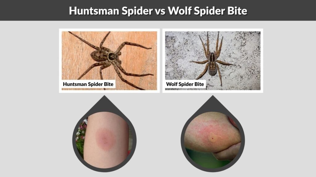 Huntsman Spider vs Wolf Spider Bite