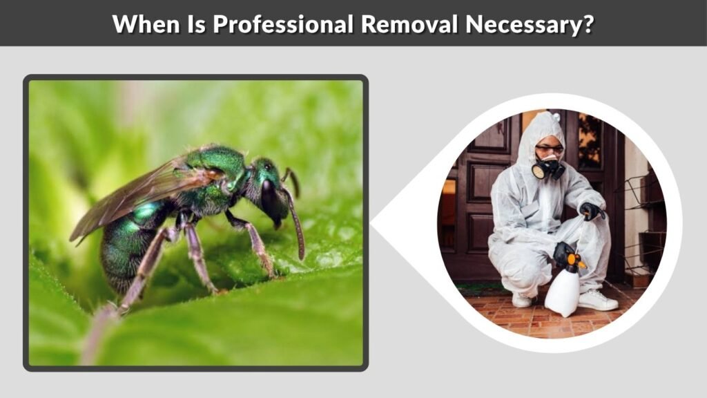 When Is Professional Removal Necessary?