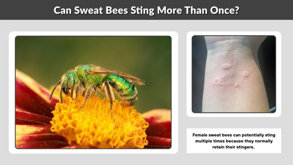 Can Sweat Bees Sting More Than Once?