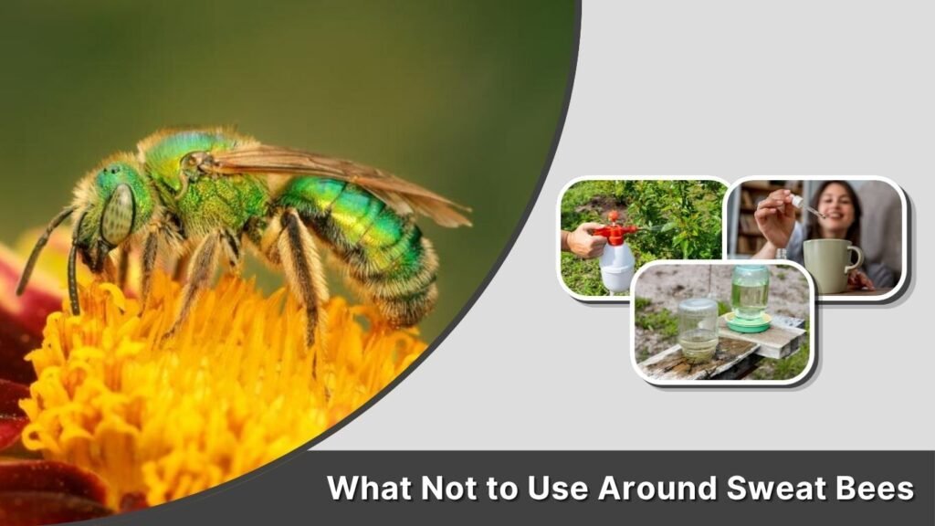 What Not to Use Around Sweat Bees