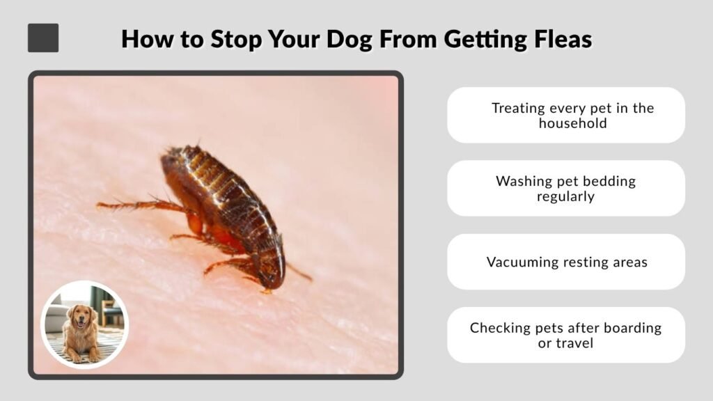 How to Stop Your Dog From Getting Fleas