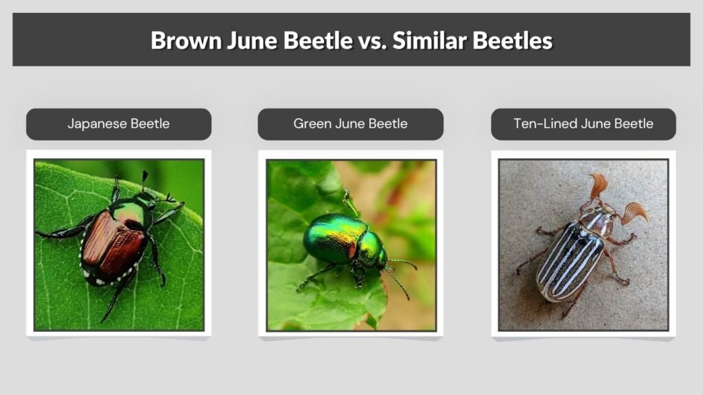 Brown June Beetle vs. Similar Beetles