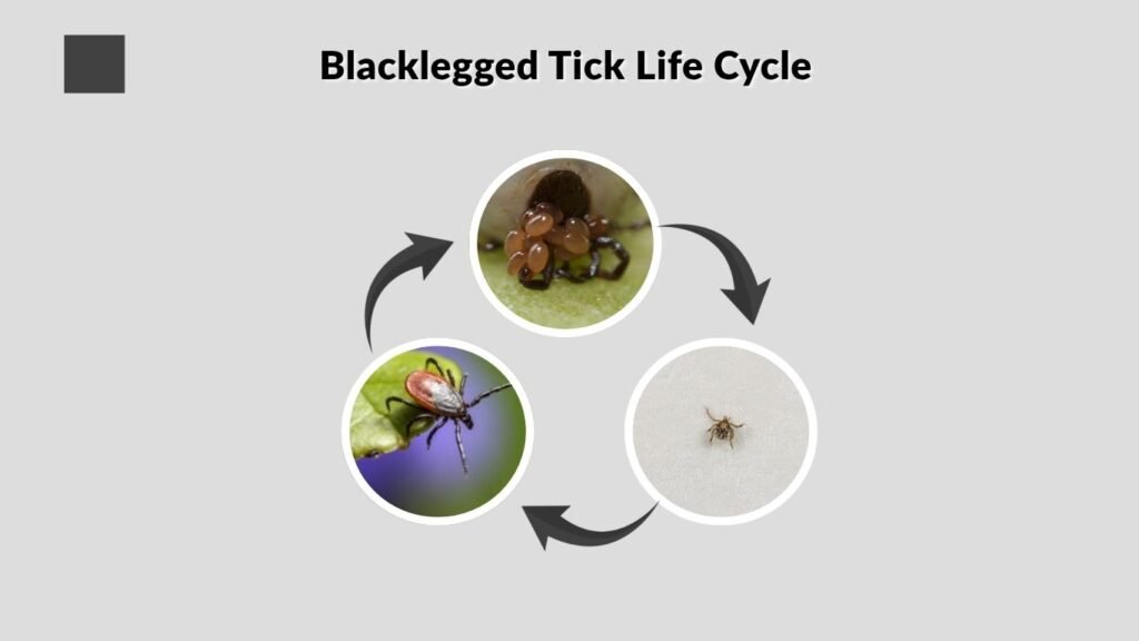 Blacklegged Tick Life Cycle