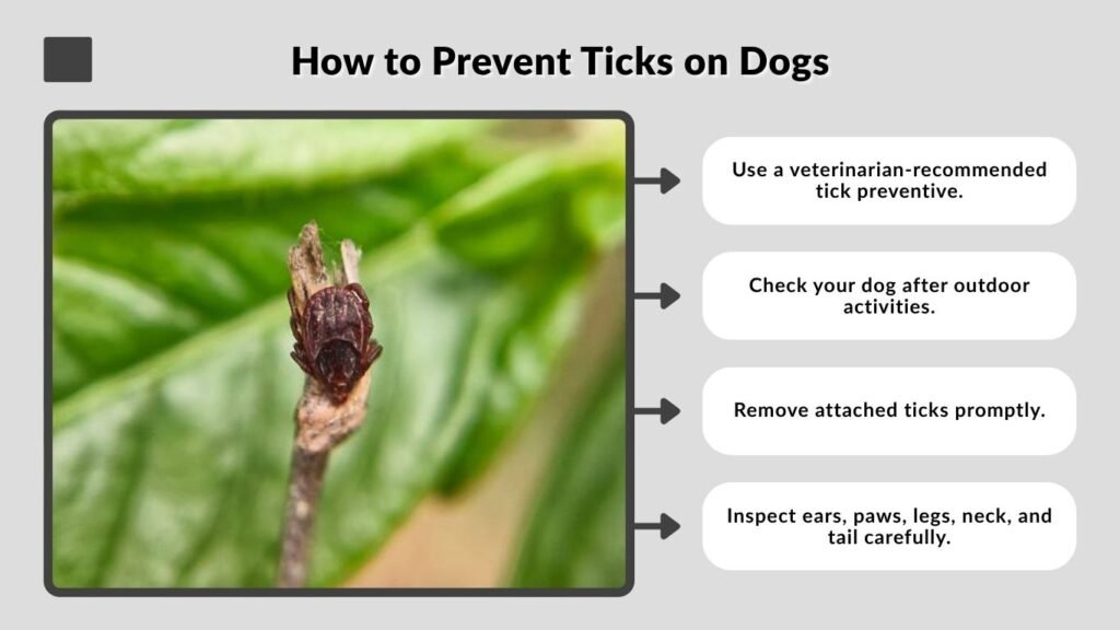 How to Prevent Ticks on Dogs