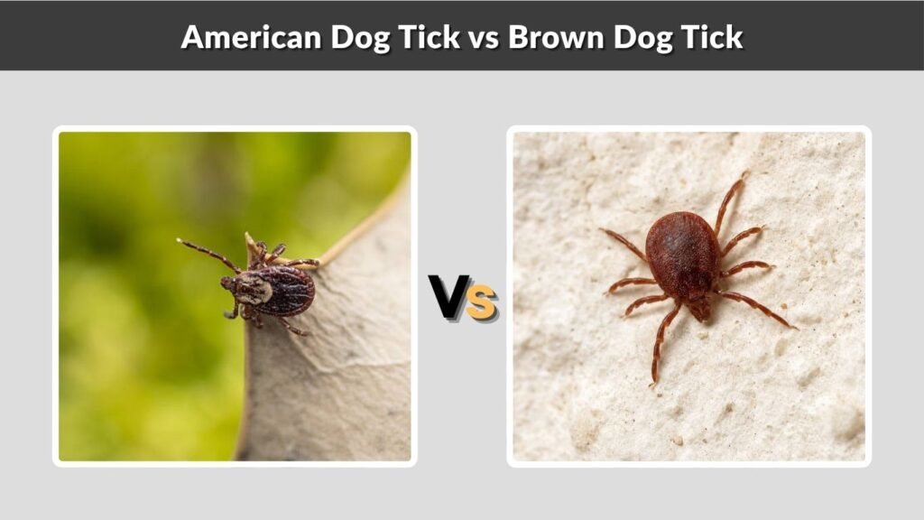 American Dog Tick vs Brown Dog Tick