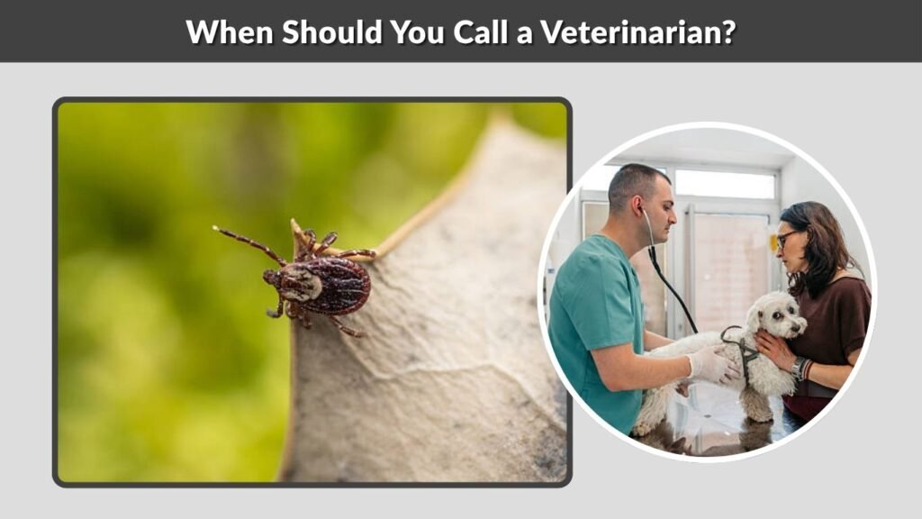 When Should You Call a Veterinarian?