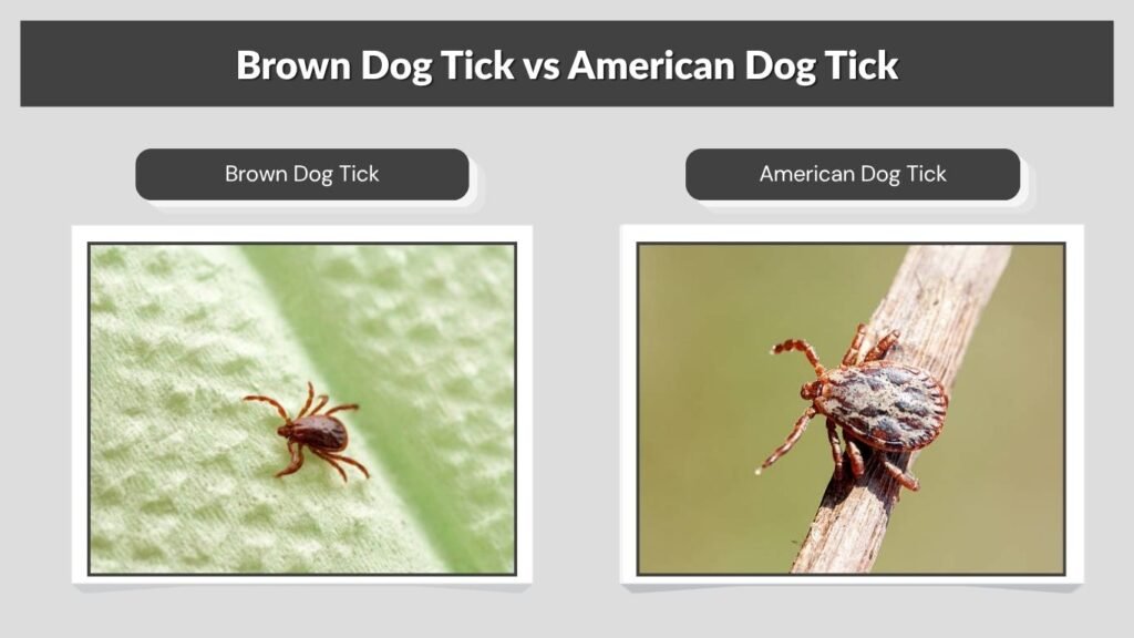 Brown Dog Tick vs American Dog Tick