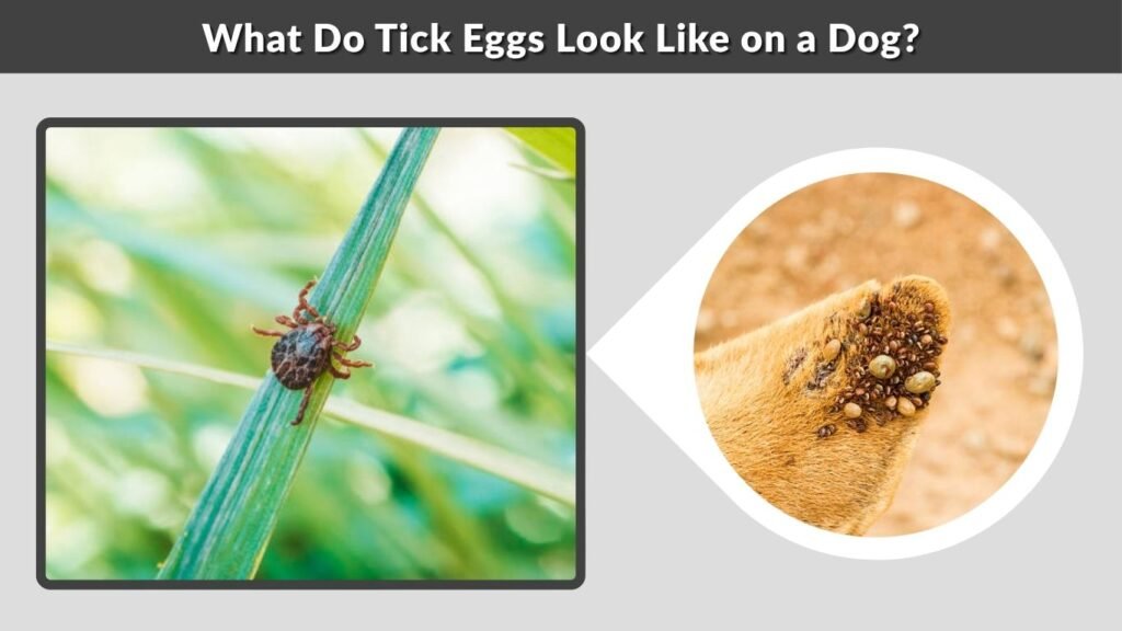 What Do Tick Eggs Look Like on a Dog?