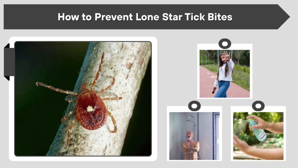 How to Prevent Lone Star Tick Bites