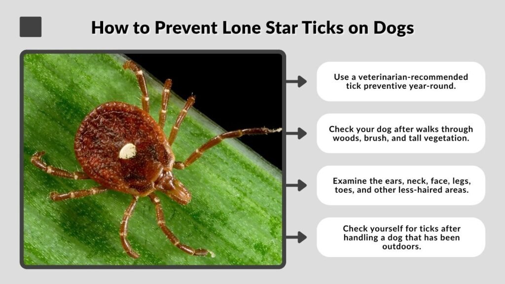 How to Prevent Lone Star Ticks on Dogs