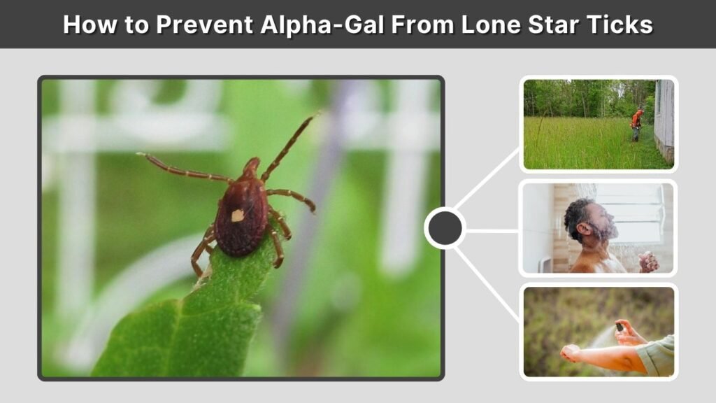 How to Prevent Alpha-Gal From Lone Star Ticks