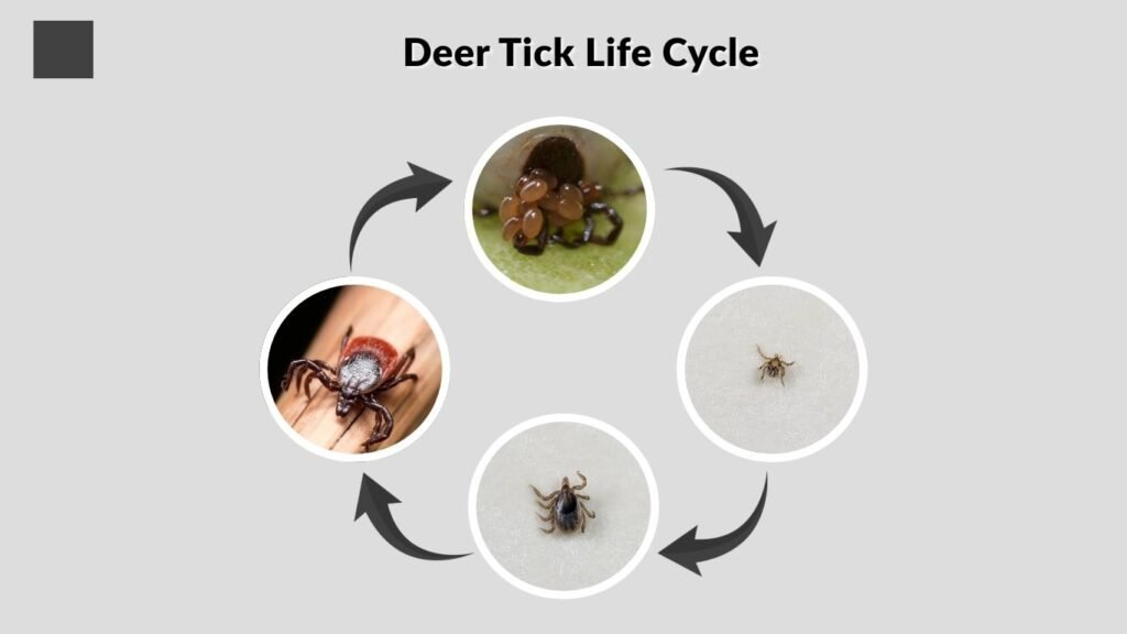 Deer Tick Life Cycle