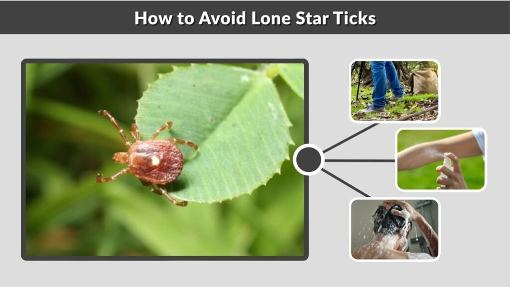 How to Avoid Lone Star Ticks