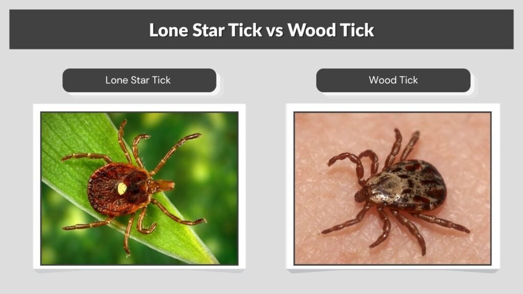 Lone Star Tick vs Wood Tick