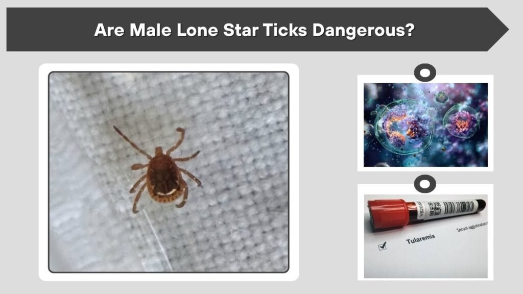 Are Male Lone Star Ticks Dangerous?