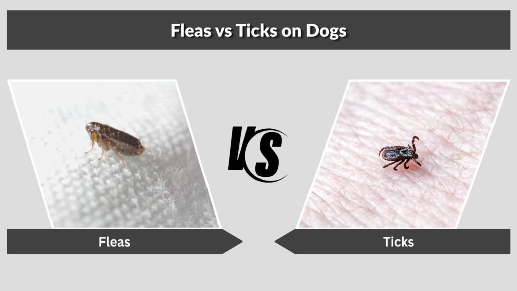 Fleas vs Ticks on Dogs