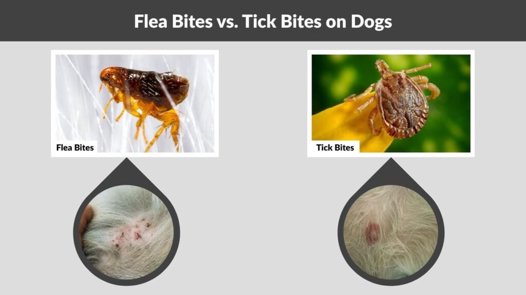 Flea Bites vs. Tick Bites on Dogs