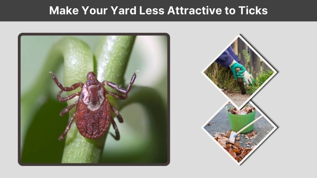 Make Your Yard Less Attractive to Ticks