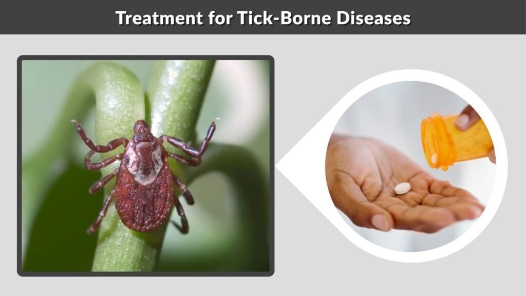Treatment for Tick-Borne Diseases
