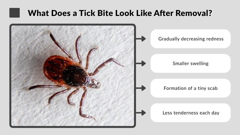 What Does a Tick Bite Look Like? Signs and Rash Guide
