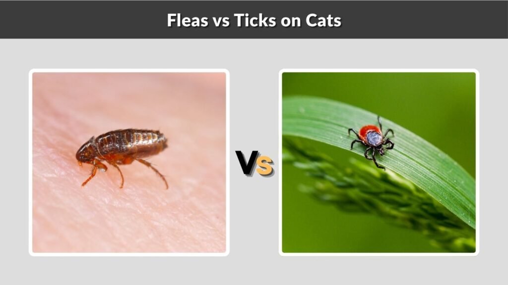 Fleas vs Ticks on Cats