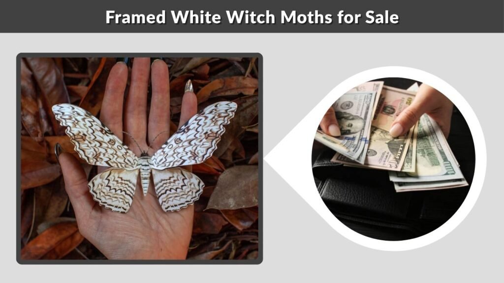 Framed White Witch Moths for Sale