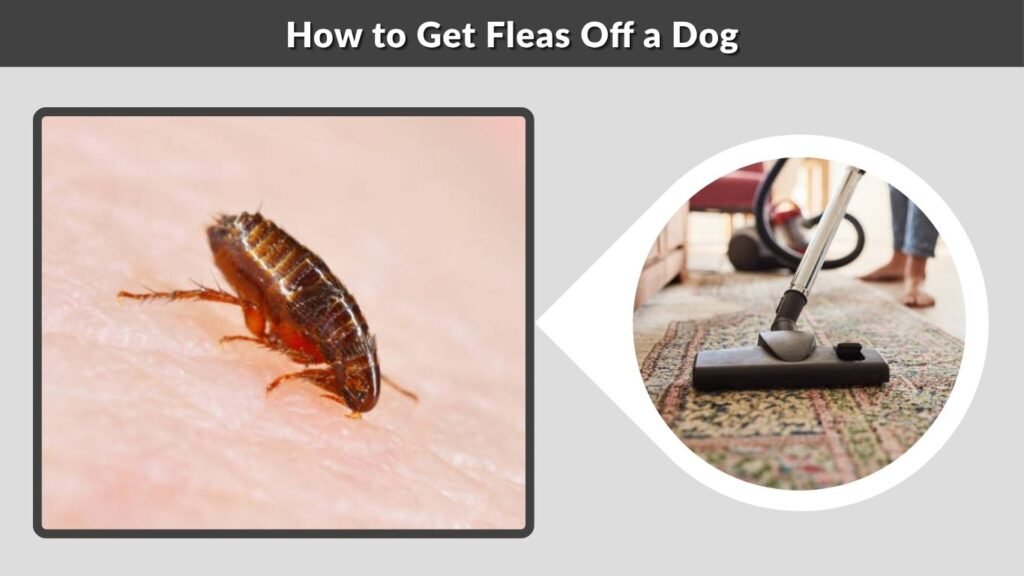 How to Get Fleas Off a Dog