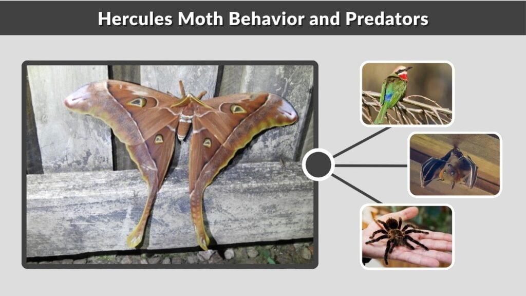 Hercules Moth Behavior and Predators