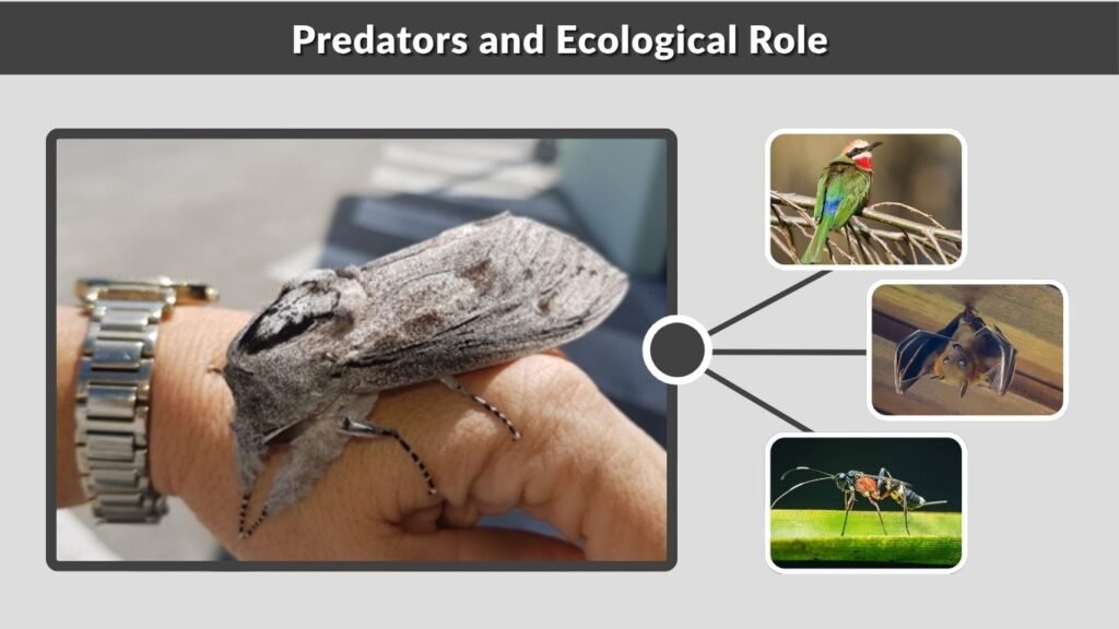 Predators and Ecological Role