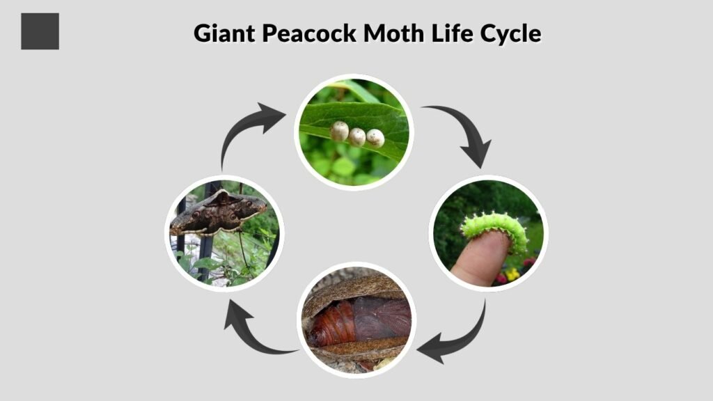 Giant Peacock Moth Life Cycle