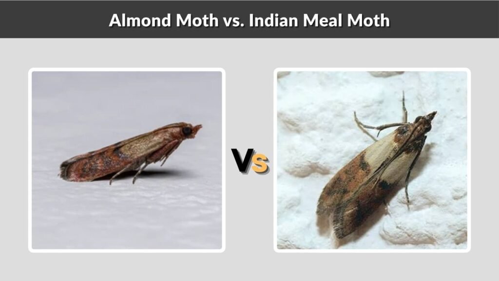 Almond Moth vs. Indian Meal Moth