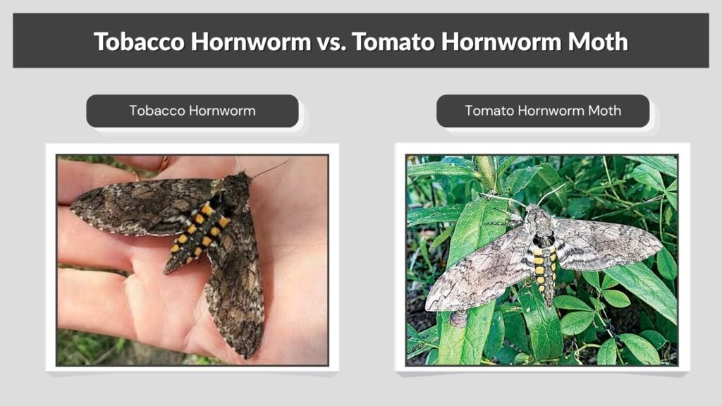 Tobacco Hornworm vs. Tomato Hornworm Moth