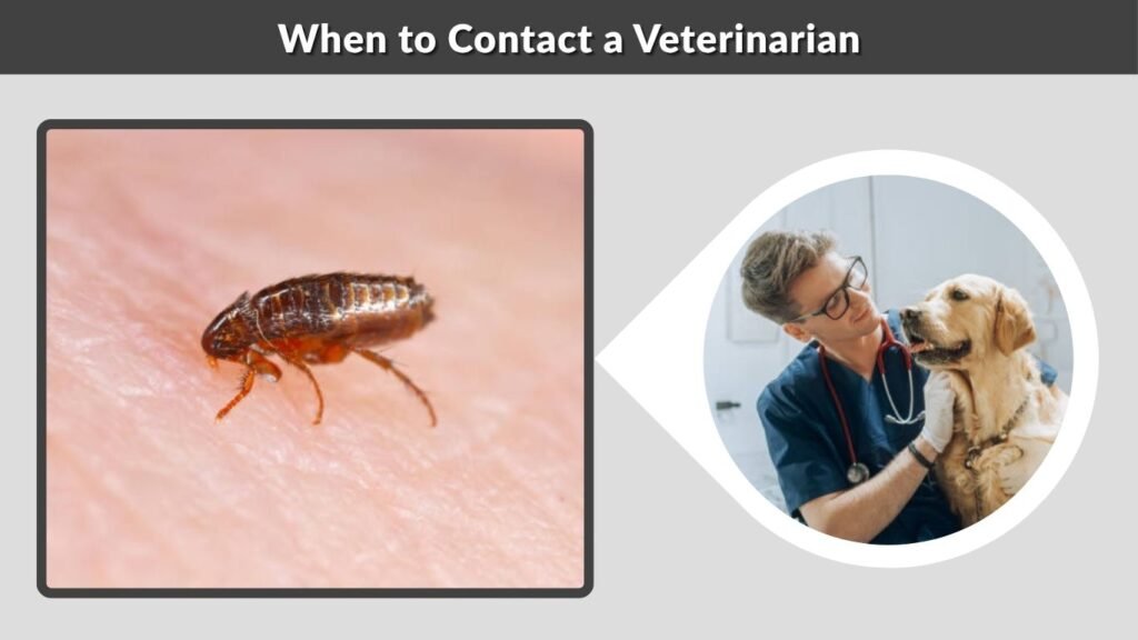 When to Contact a Veterinarian