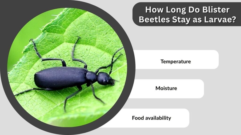 How Long Do Blister Beetles Stay as Larvae?